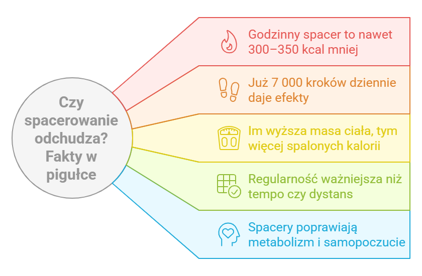 Czy spacerowanie odchudza? Fakty w pigułce