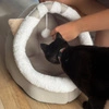 Domek dla kota z poduszką i zabawką miękkie legowisko do spania